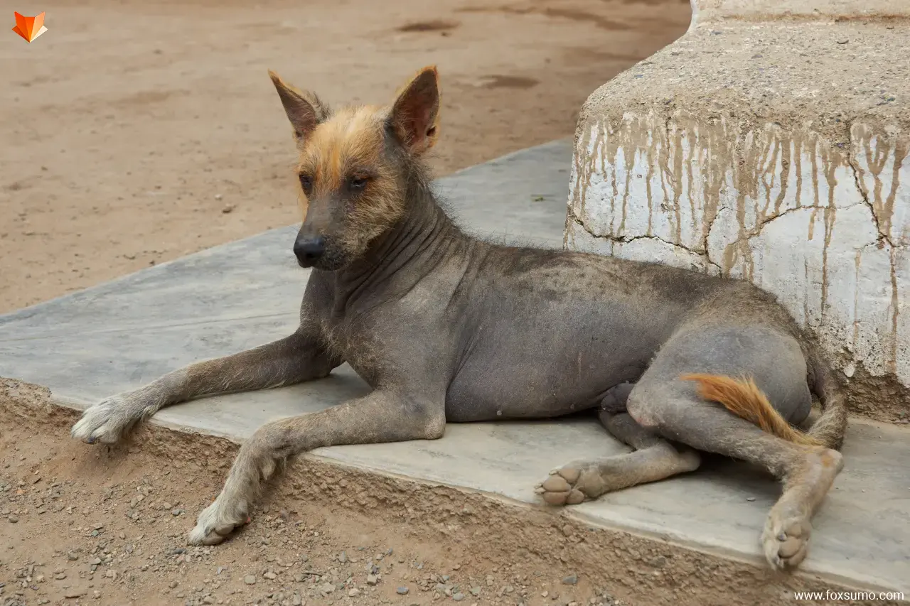 peruvian hairless Ugliest Dog Breeds