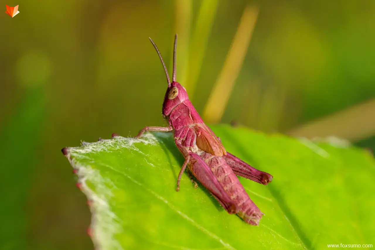 pink grasshopper Pink Animals