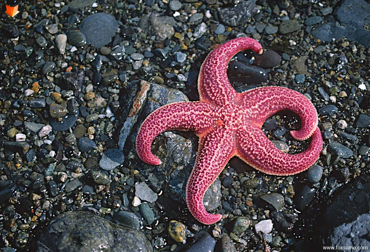 pink sea star Pink Animals