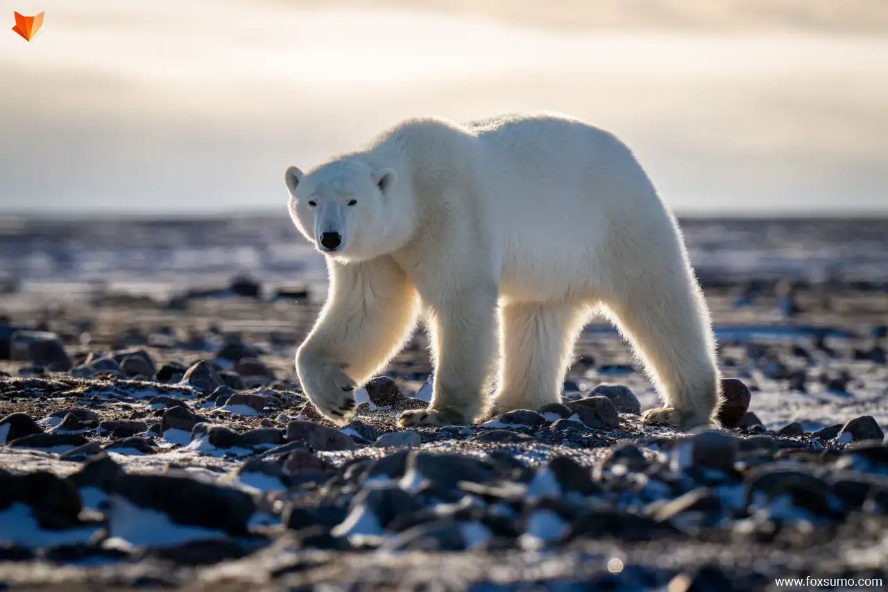 polar bear Tundra Animals