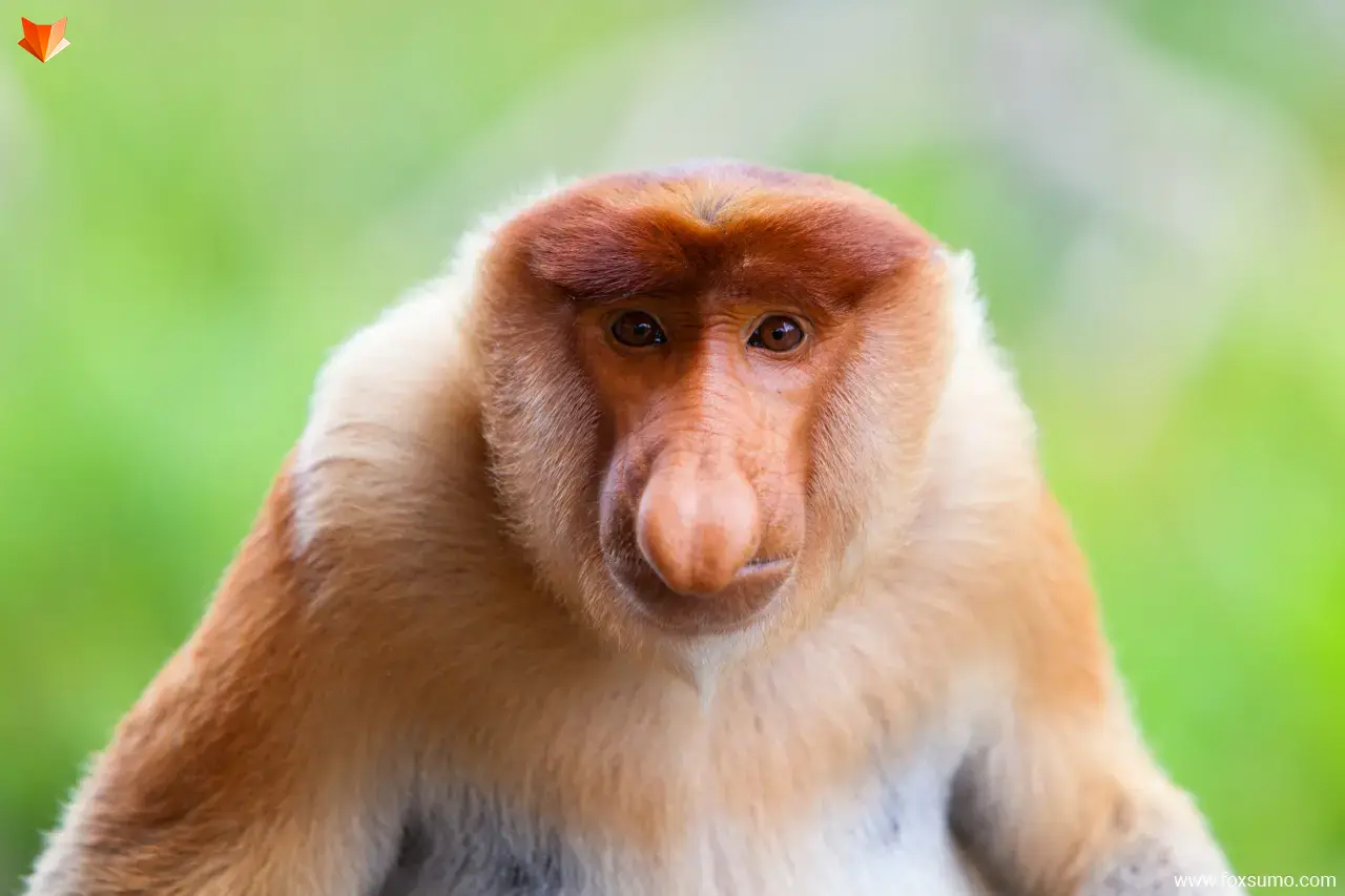 proboscis monkey Ugly Animals