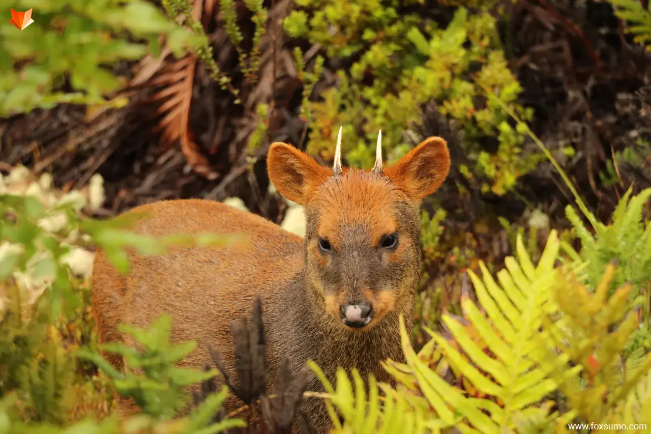 pudu deer Cute Animals
