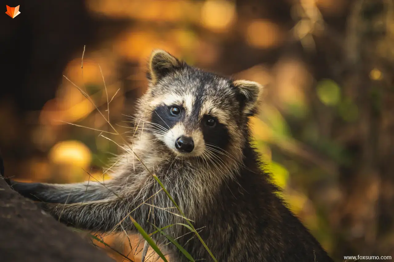 raccoon Cute Animals
