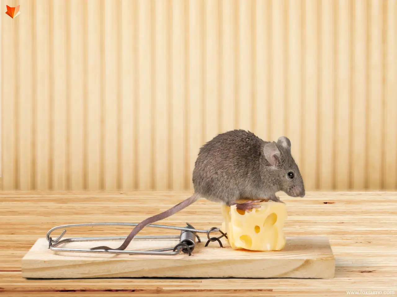 rats Smartest Animals
