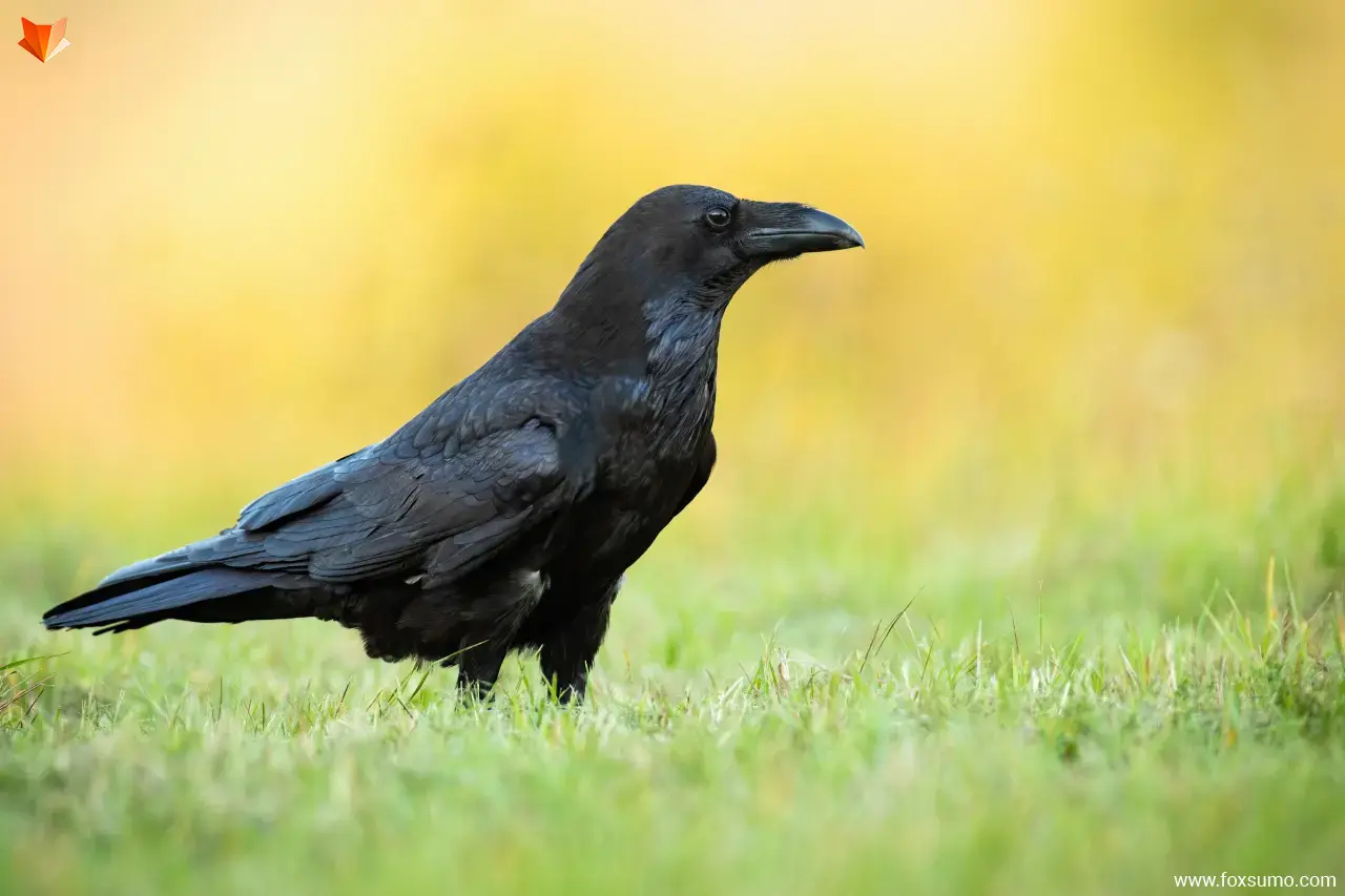 ravens Smartest Animals