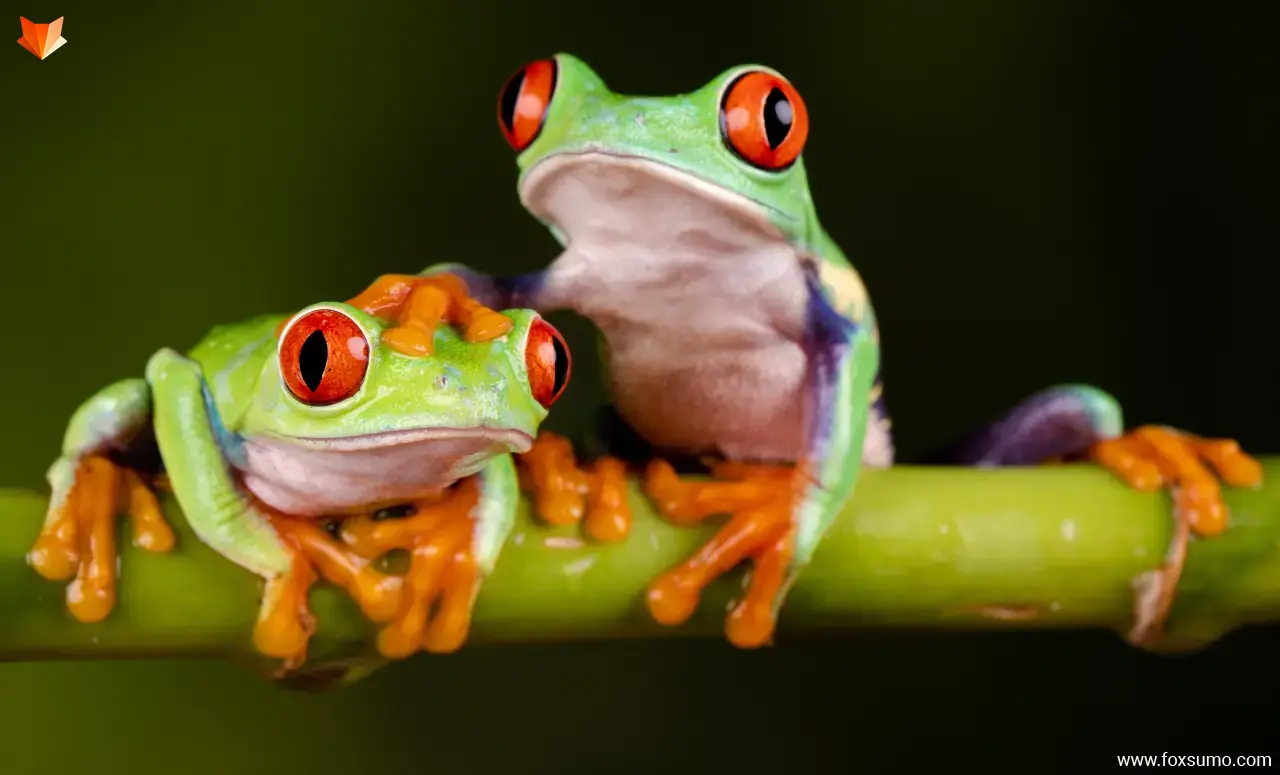 red eyed tree frog Cute Animals