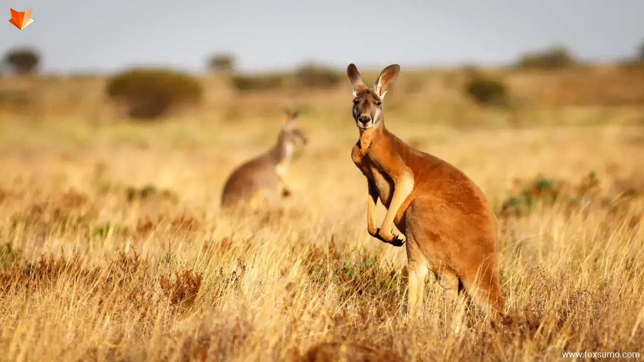 red kangaroo Large Animals