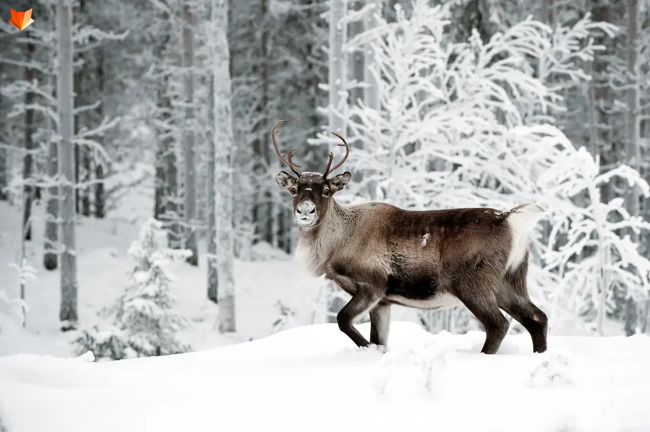 reindeer Tundra Animals