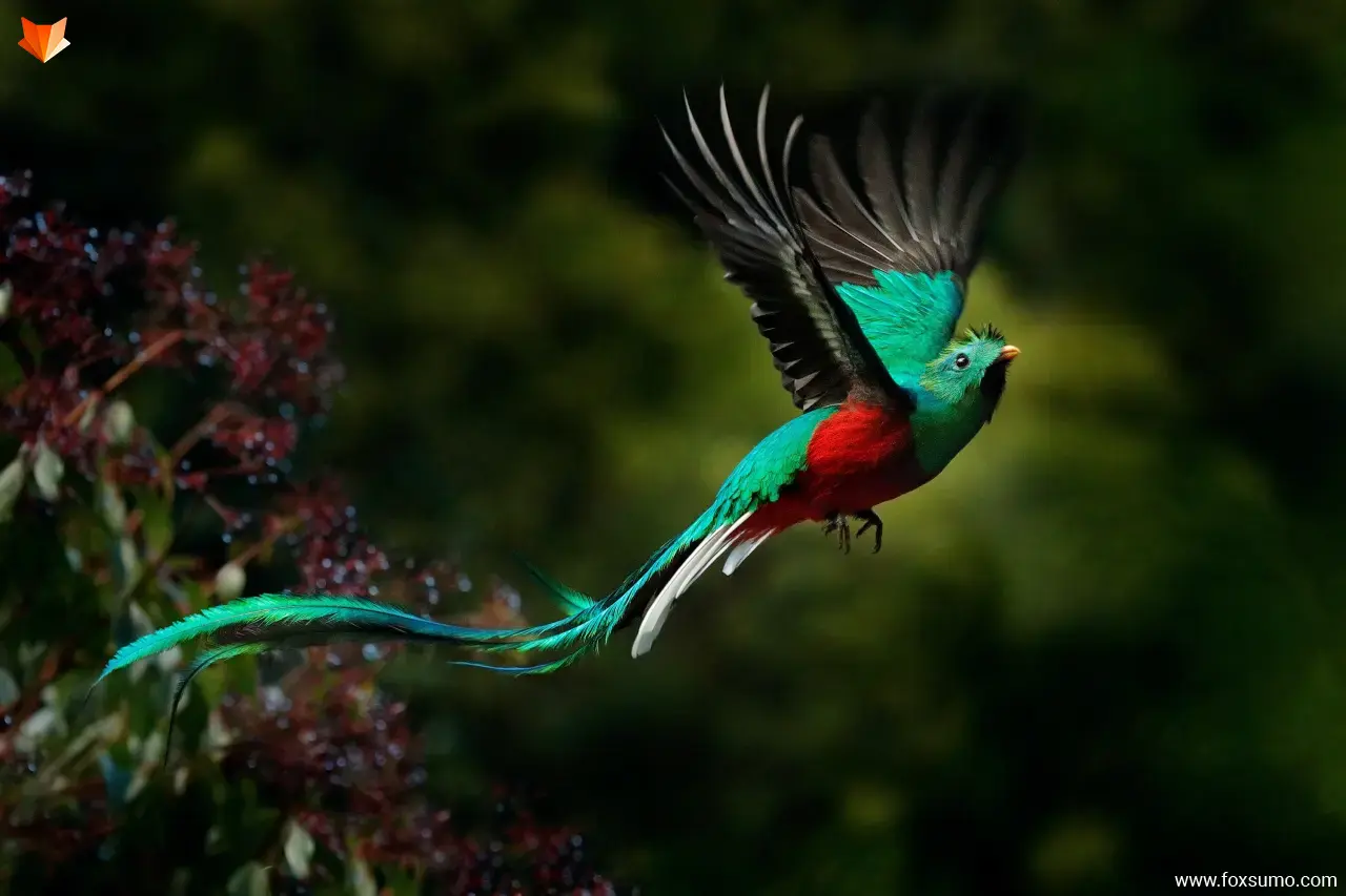 resplendent quetzal colorful birds