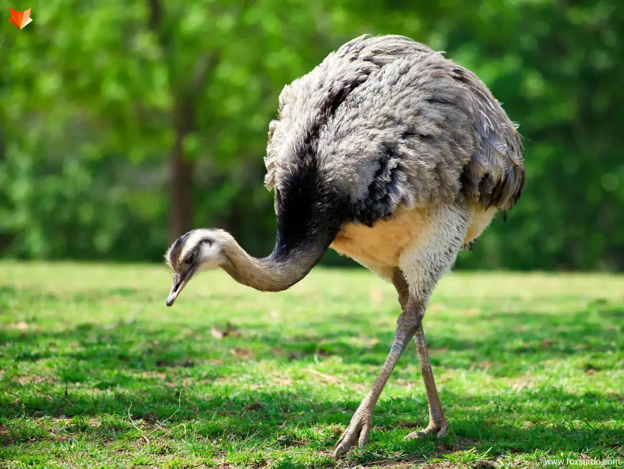 rhea Largest Birds