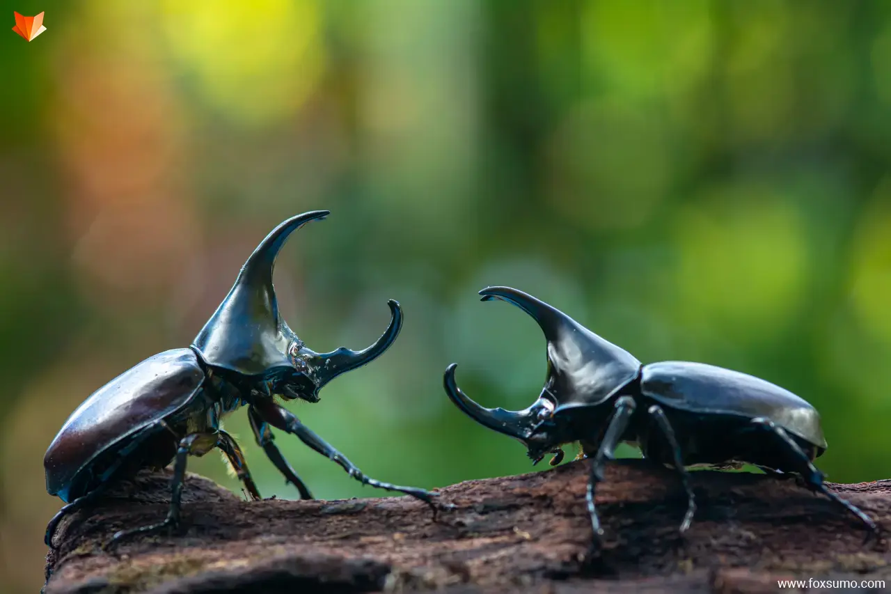 rhinoceros beetle Strong Animals