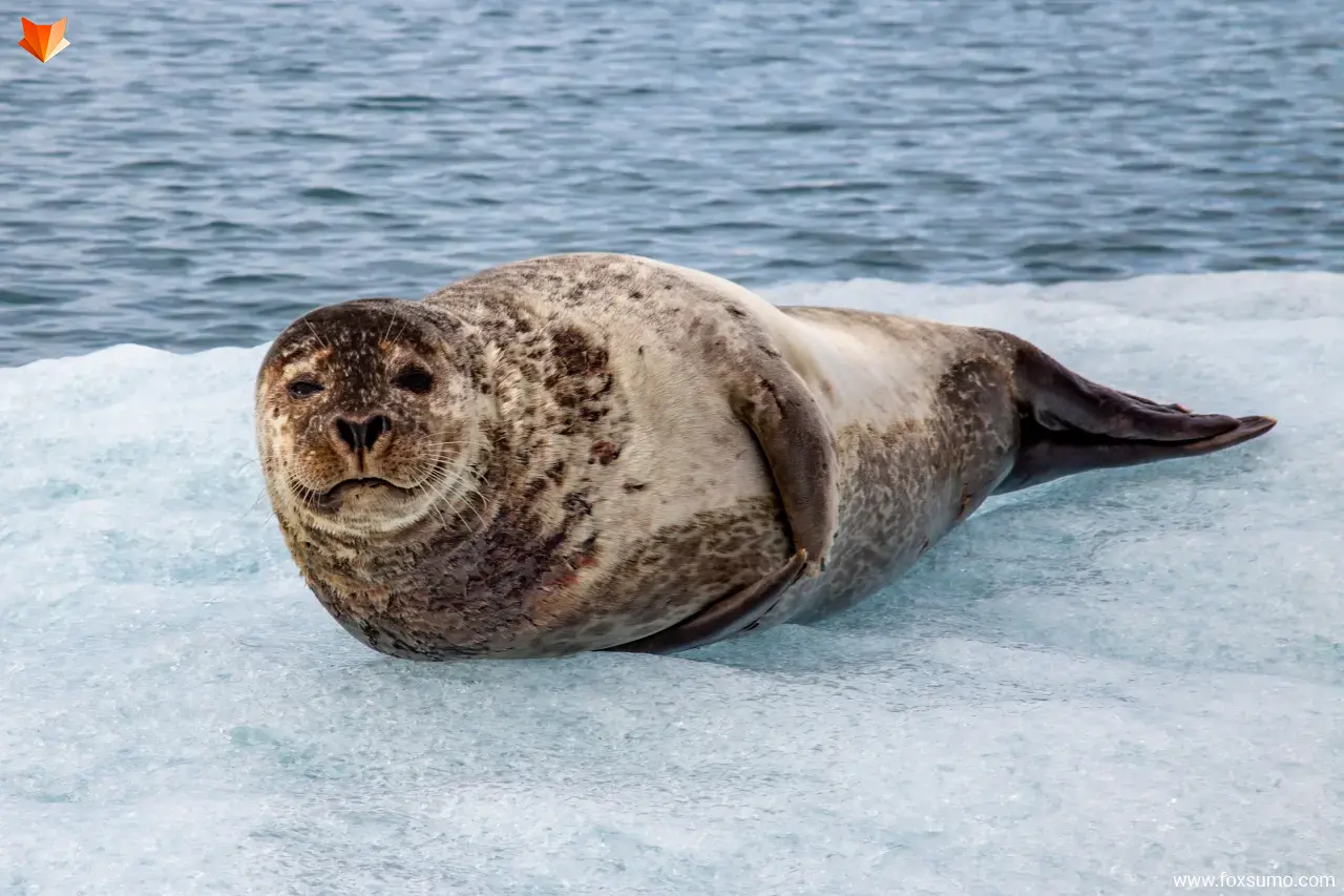 ringed seal Tundra Animals