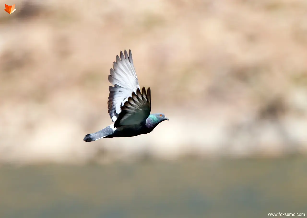 rock dove Fastest Animals