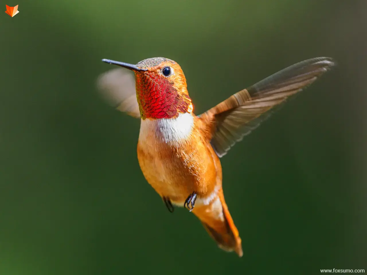 rufous hummingbird Orange Animals