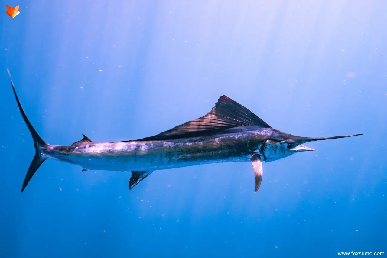 sailfish Fastest Animals
