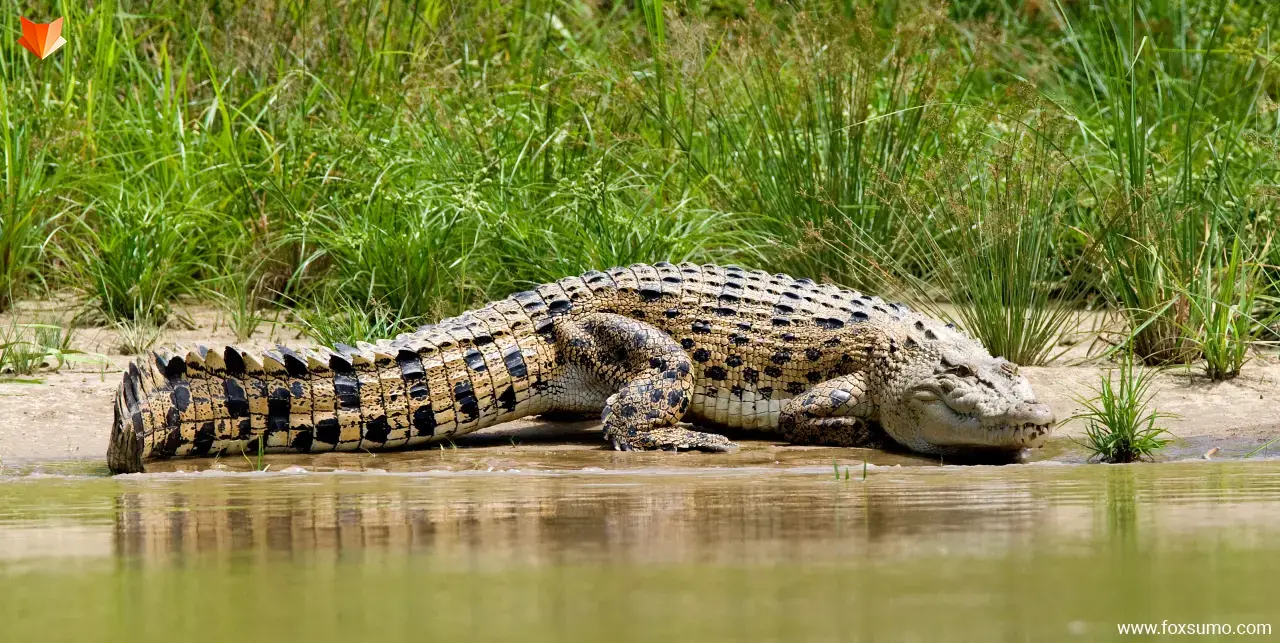 saltwater crocodile Australian Animals