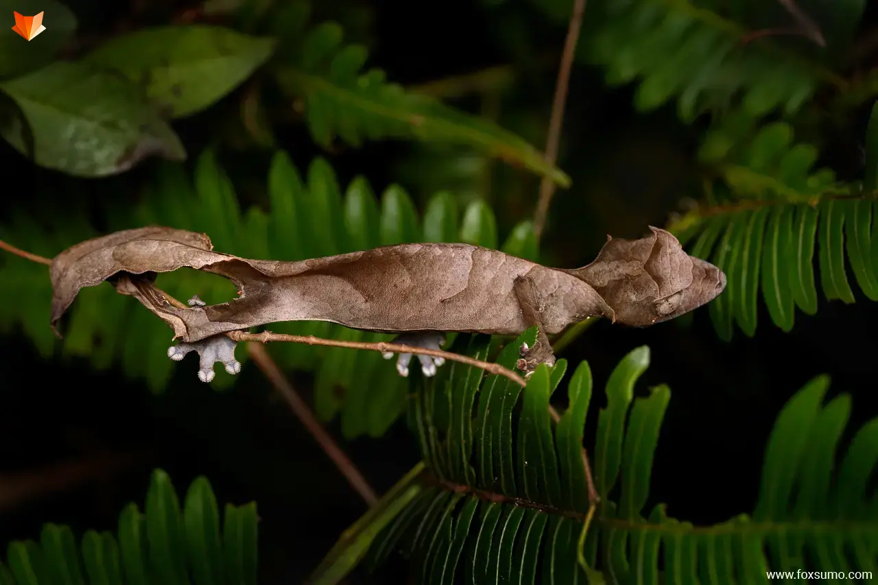 satanic leaf tailed gecko Cool Animals