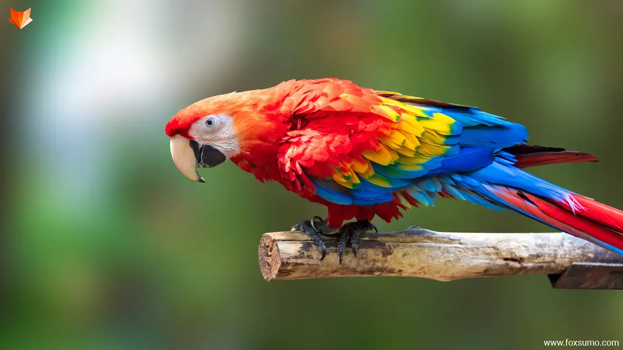 scarlet macaw colorful birds