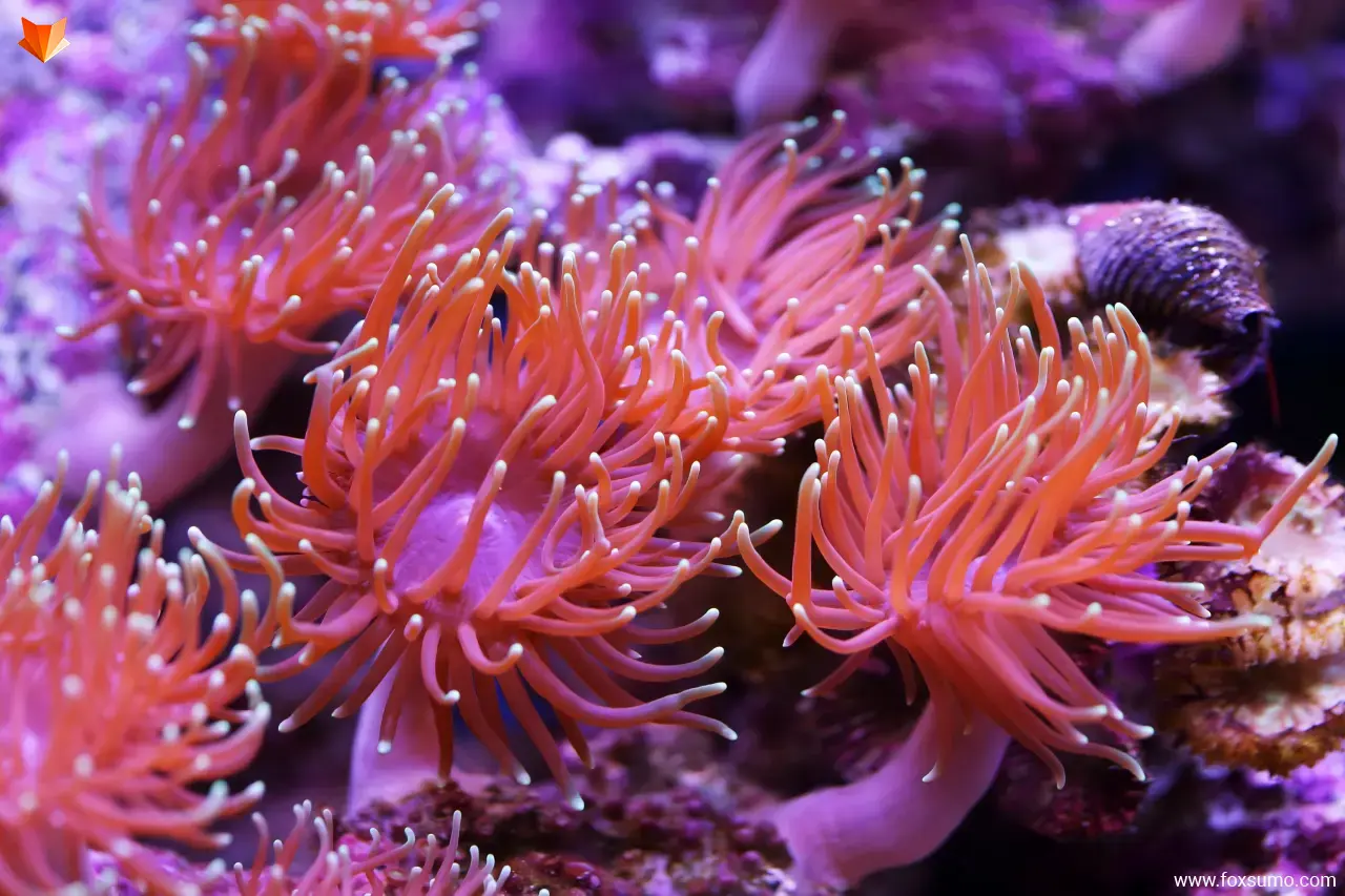 sea anemone Pink Animals