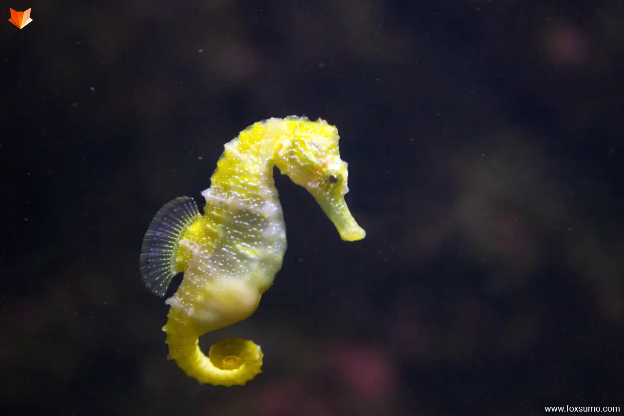 seahorse Cute Animals