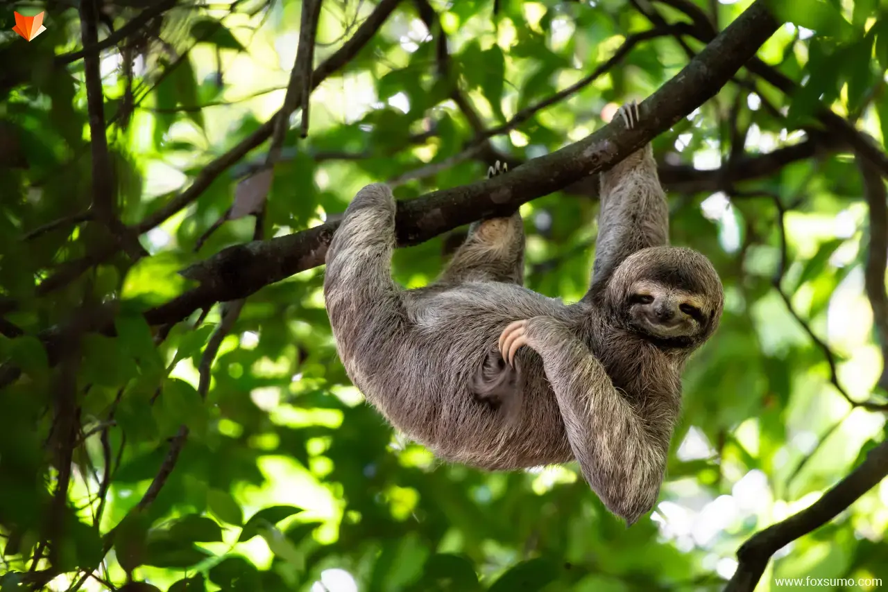 sloth Rainforest Animals