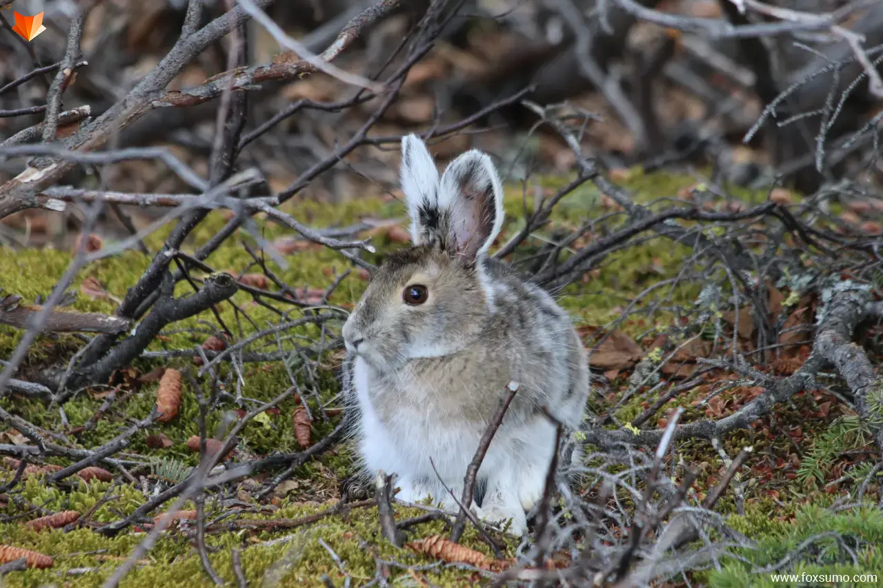 snowshoe hare Tundra Animals