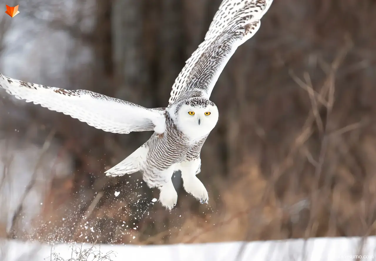 snowy owl Tundra Animals