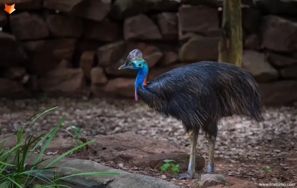 southern cassowary Largest Birds