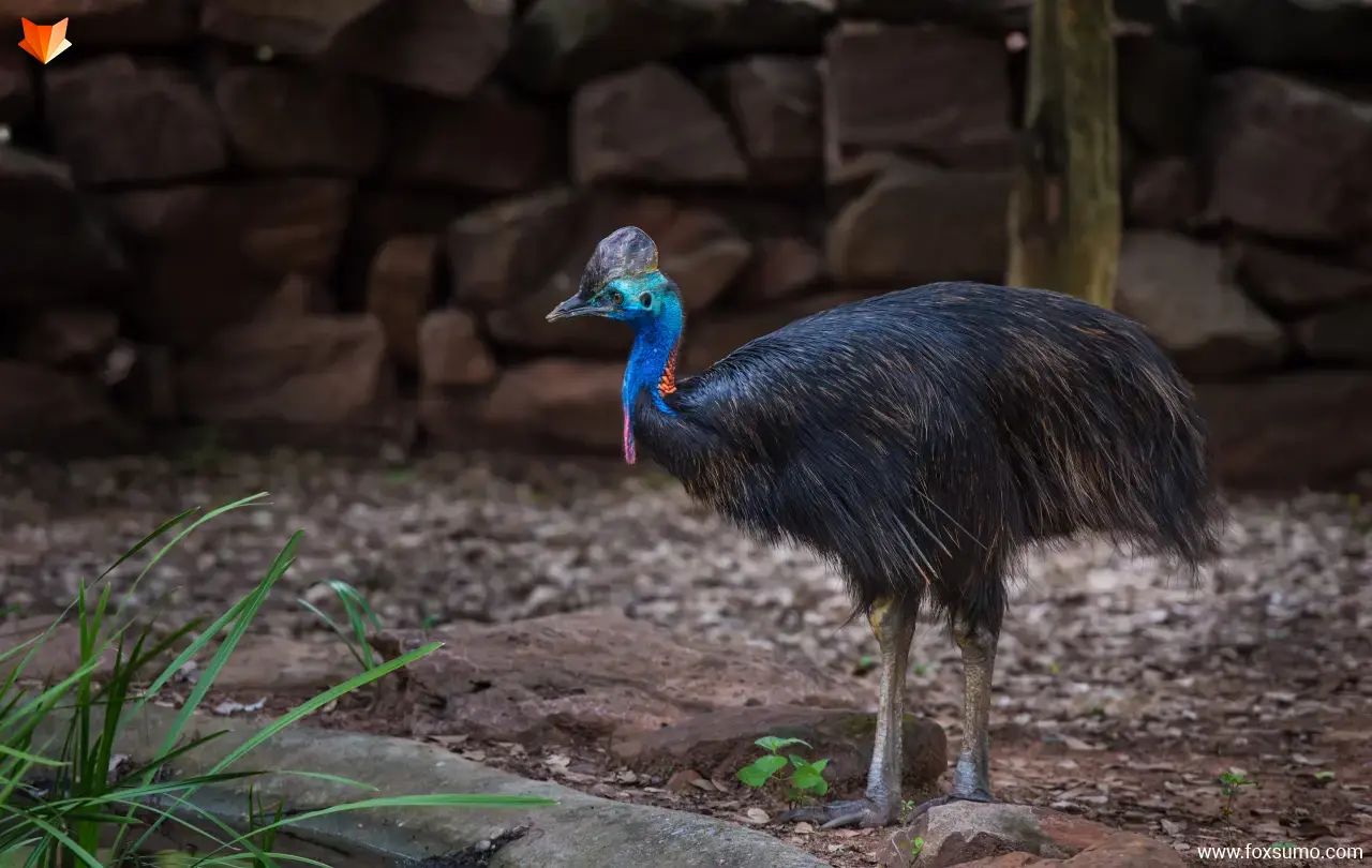 southern cassowary Strange Birds