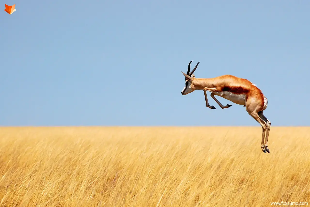 springbok Fastest Animals