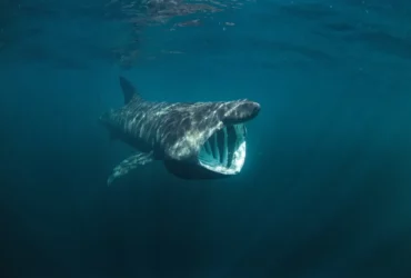 strangest sharks Cute Animals