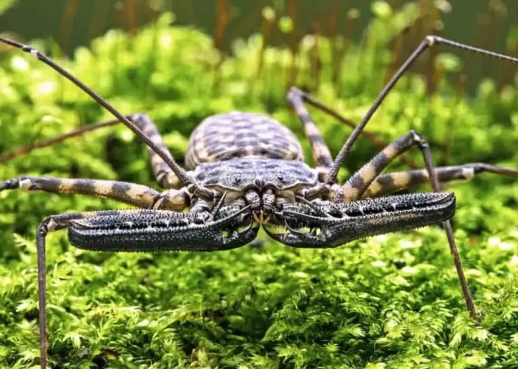 tailless whip scorpion Weird Spiders