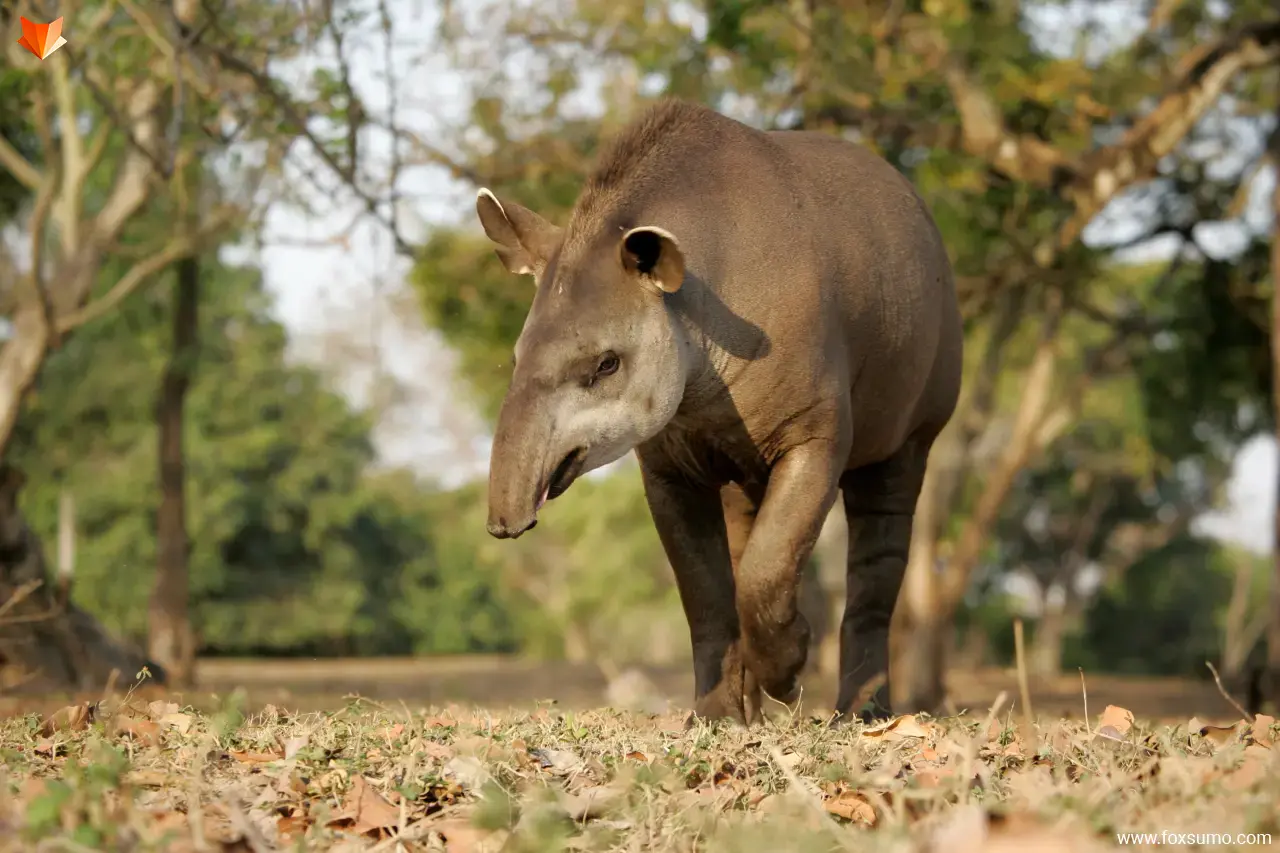 tapir 1 Rainforest Animals