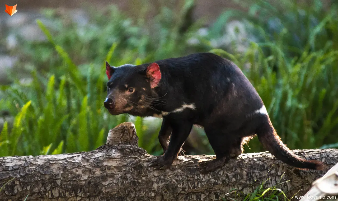 tasmanian devil Australian Animals