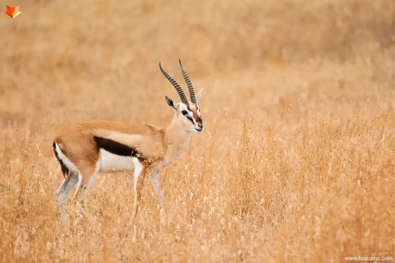 thomsons gazelle Fastest Animals