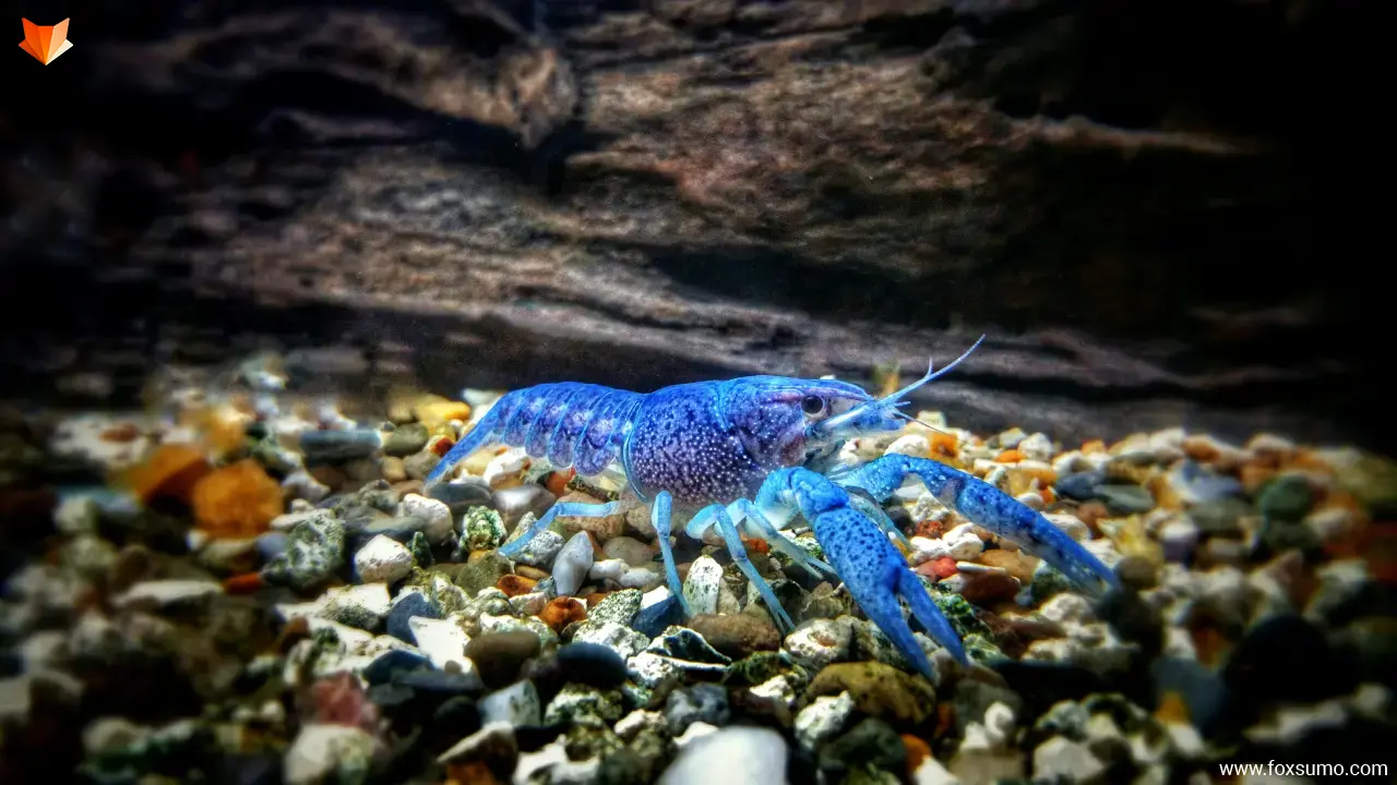 tropical blue crayfish Blue Animals