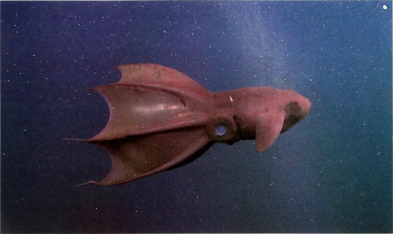 vampire squid Deep Sea Creatures