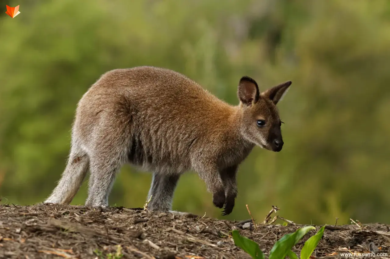wallaby Australian Animals
