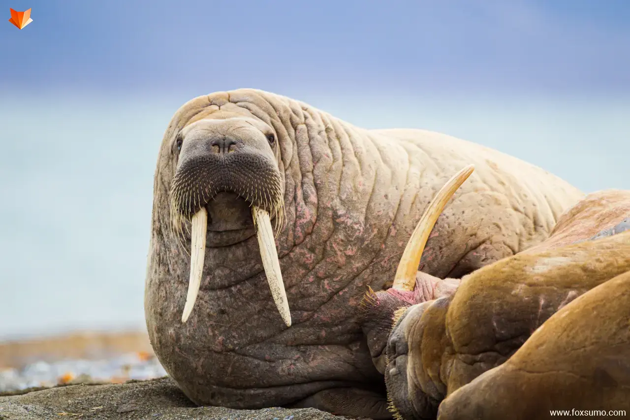 walrus Tundra Animals
