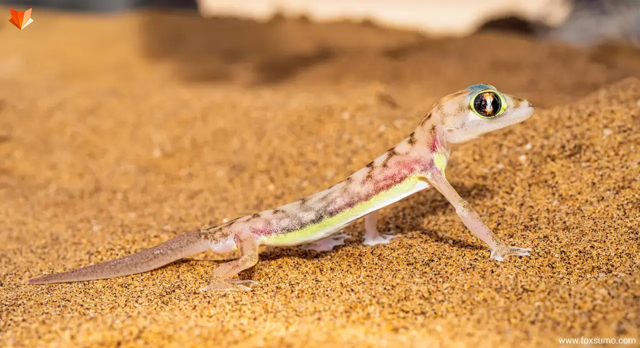 web footed gecko Pink Animals
