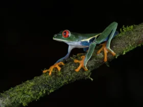 weird frogs