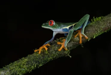 weird frogs Cute Animals