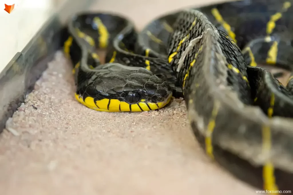 yellow bellied sea snake Poisonous Animals
