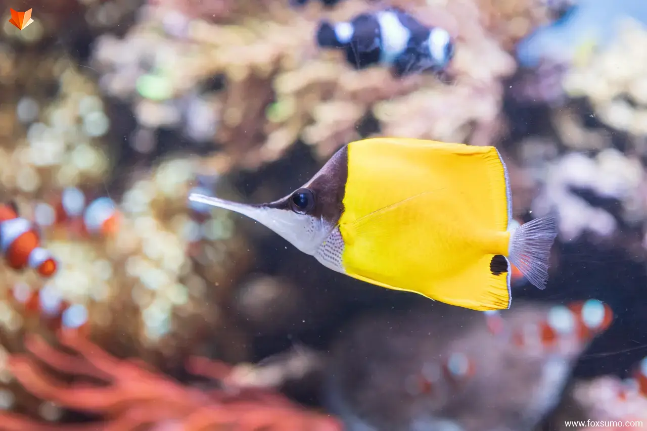 yellow longnose butterflyfish Yellow Animals