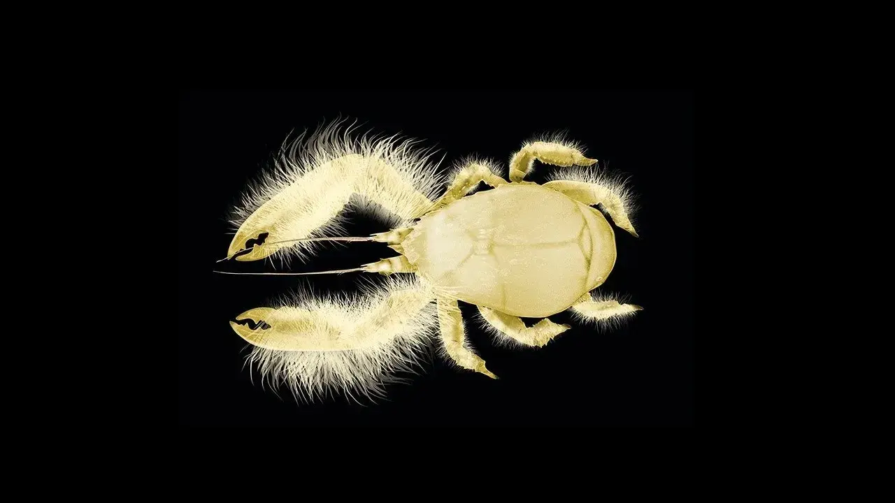 yeti crab Deep Sea Creatures