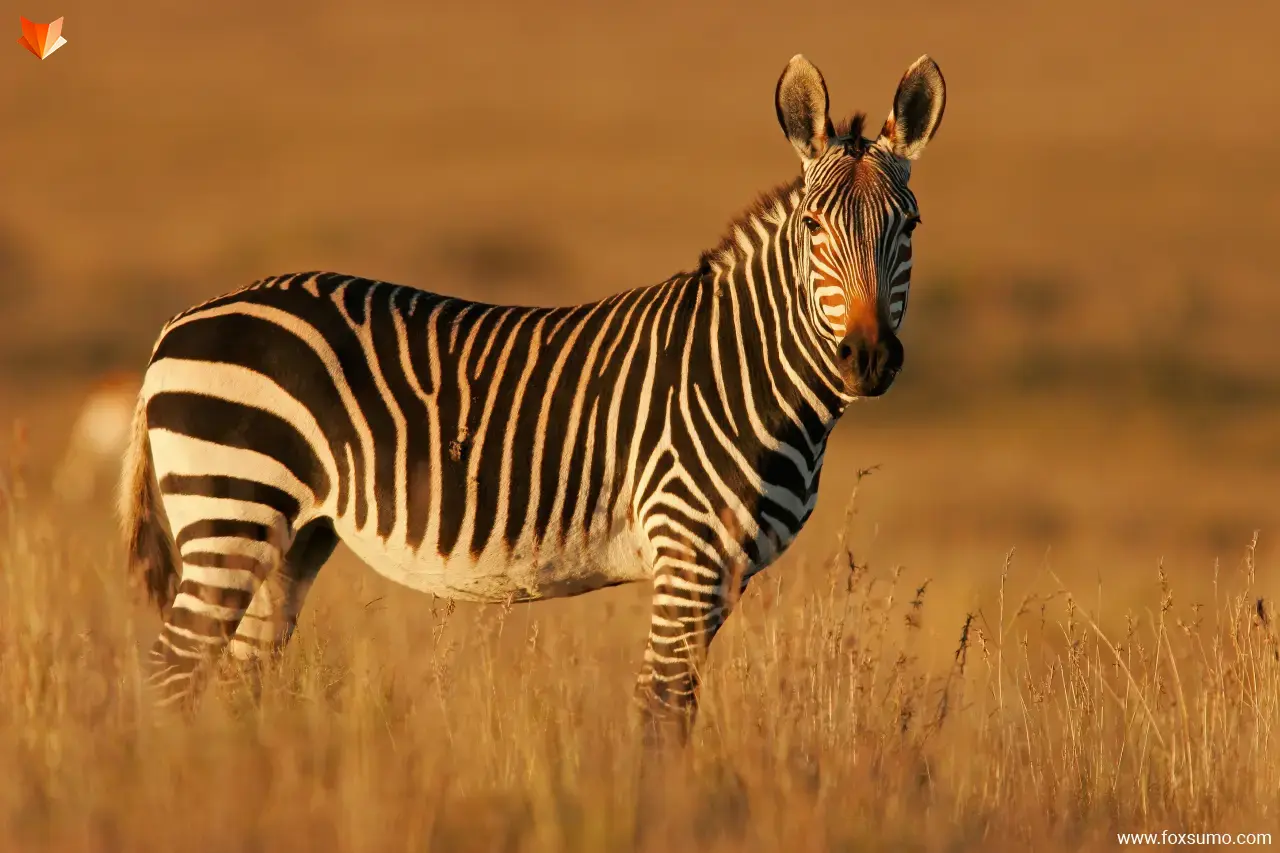 zebra Cute Animals