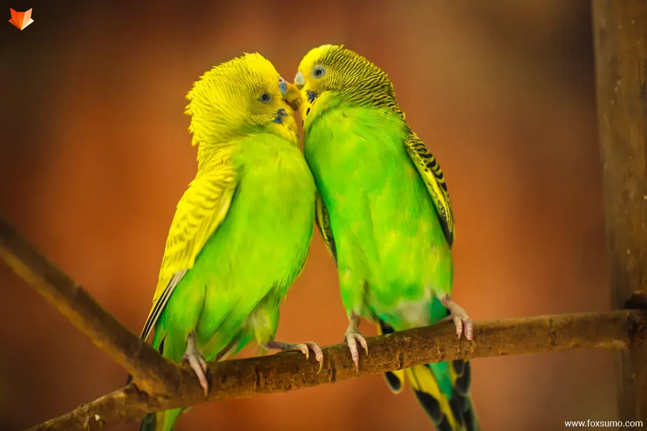 Budgerigar colorful birds
