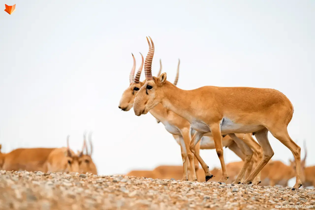 Saiga Antelope 7
