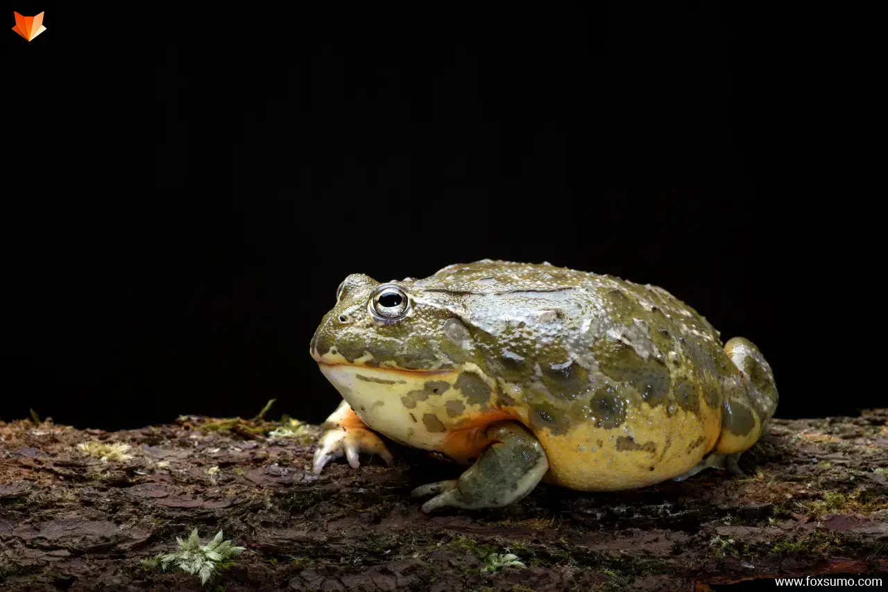 african bullfrog Weird Frogs