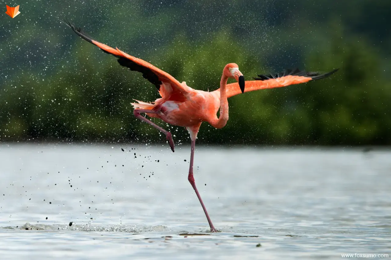 american flamingo Strange Birds